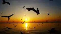 Bitcoin sun rising over ocean with birds