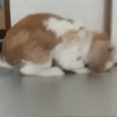 Fluffy rabbit flopping over to sleep