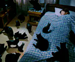 woman sleeping surrounded by black cats