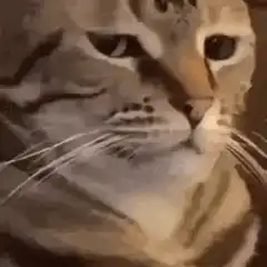 judgy cat face zoom