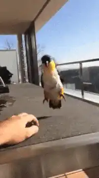 Parrot dancing on balcony