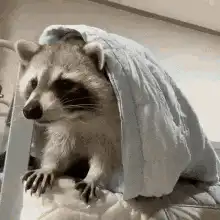 raccoon under blanket