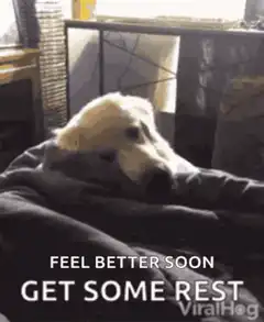 Dog gets tucked in with blanket