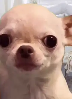 Chihuahua smiling face filter