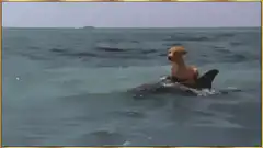 Dog riding a dolphin in the ocean