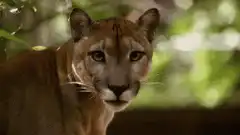 Cougar morphs into serval cat