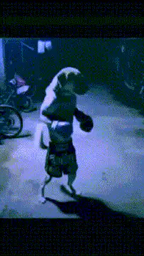 Boxing dog in shorts