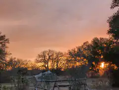 sunset behind trees and fence