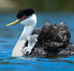 Grebe with chick on back