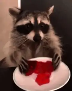 Raccoon eating red jello