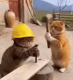 cat construction worker hit by hammer