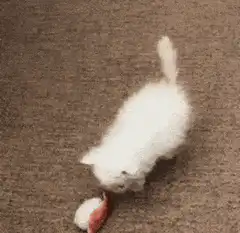 confused white kitten with question marks