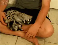 Serval cat playfully bites person's arm