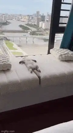 Cat relaxing on window seat