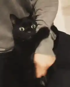 Black cat hissing at hand