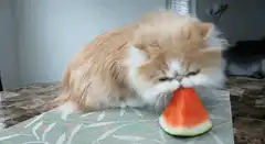 fluffy cat eating watermelon slice