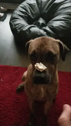 dog catches treat off nose