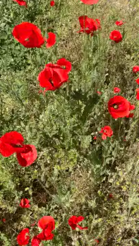 Red poppies swaying in the wind