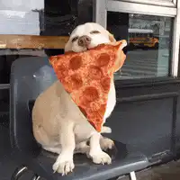 Dog eating pepperoni pizza slice
