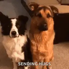 Border Collie Hugs German Shepherd