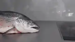 Salmon gasping on counter
