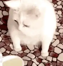 white cat licking tongue out