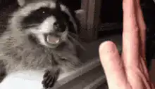 raccoon hissing at hand