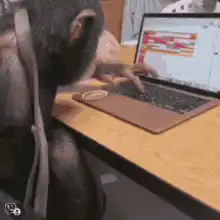 Chimpanzee typing on a laptop
