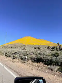 Yellow flower-covered hill in desert