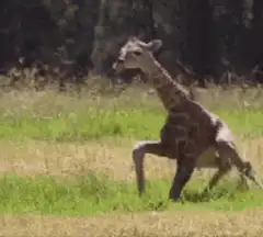 Baby giraffe stumbles and falls