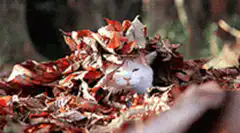 white cat in autumn leaves