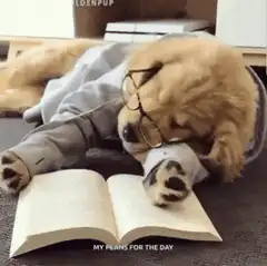 Dog sleeping with book