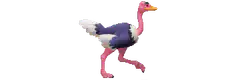 Pink and purple ostrich walking