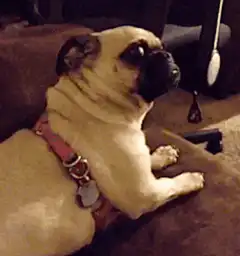 Pug looking up with wide eyes