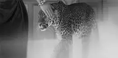 Woman petting a leopard in black and white