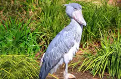 Shoebill Stork in Grass