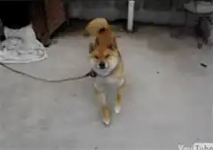 Shiba Inu dog on a leash