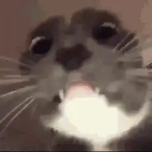Cat breathing fire