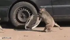 Monkey puts hubcap on car wheel