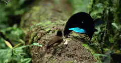 Bird of Paradise and flycatcher on log
