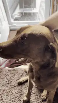 Brown dog getting head and chin scratches