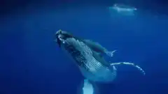 Humpback whale swimming underwater
