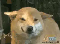 Smug Dog Face