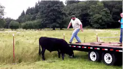 Man jumps from trailer onto bull