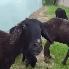 black sheep chewing in field