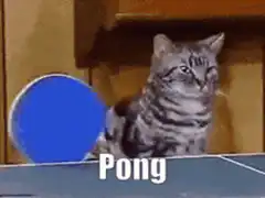 Cat playing ping pong