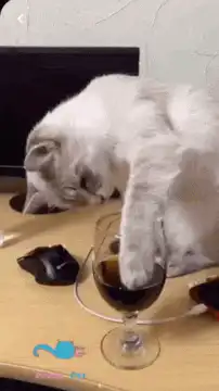 Cat Dips Paw in Wine