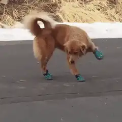 Dog wearing blue booties