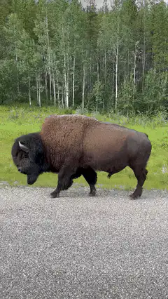 Bison walking on gravel road
