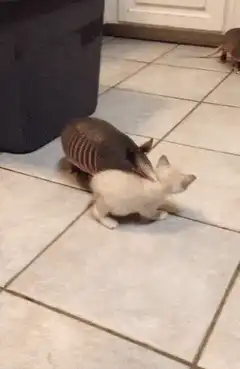kitten playing with armadillo